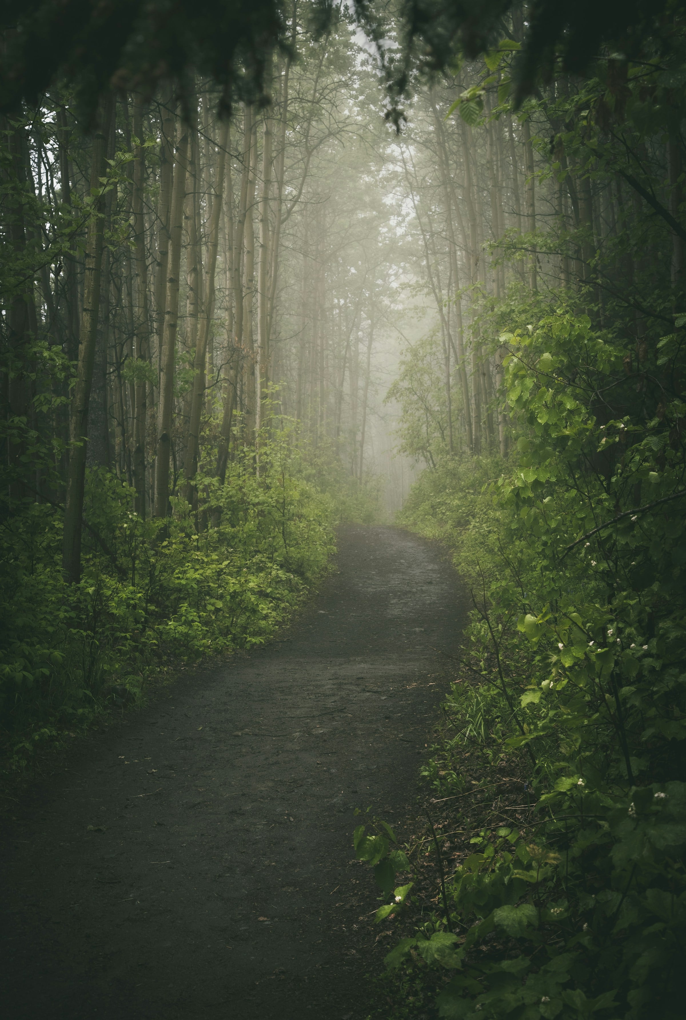 Sunlit forest pathway