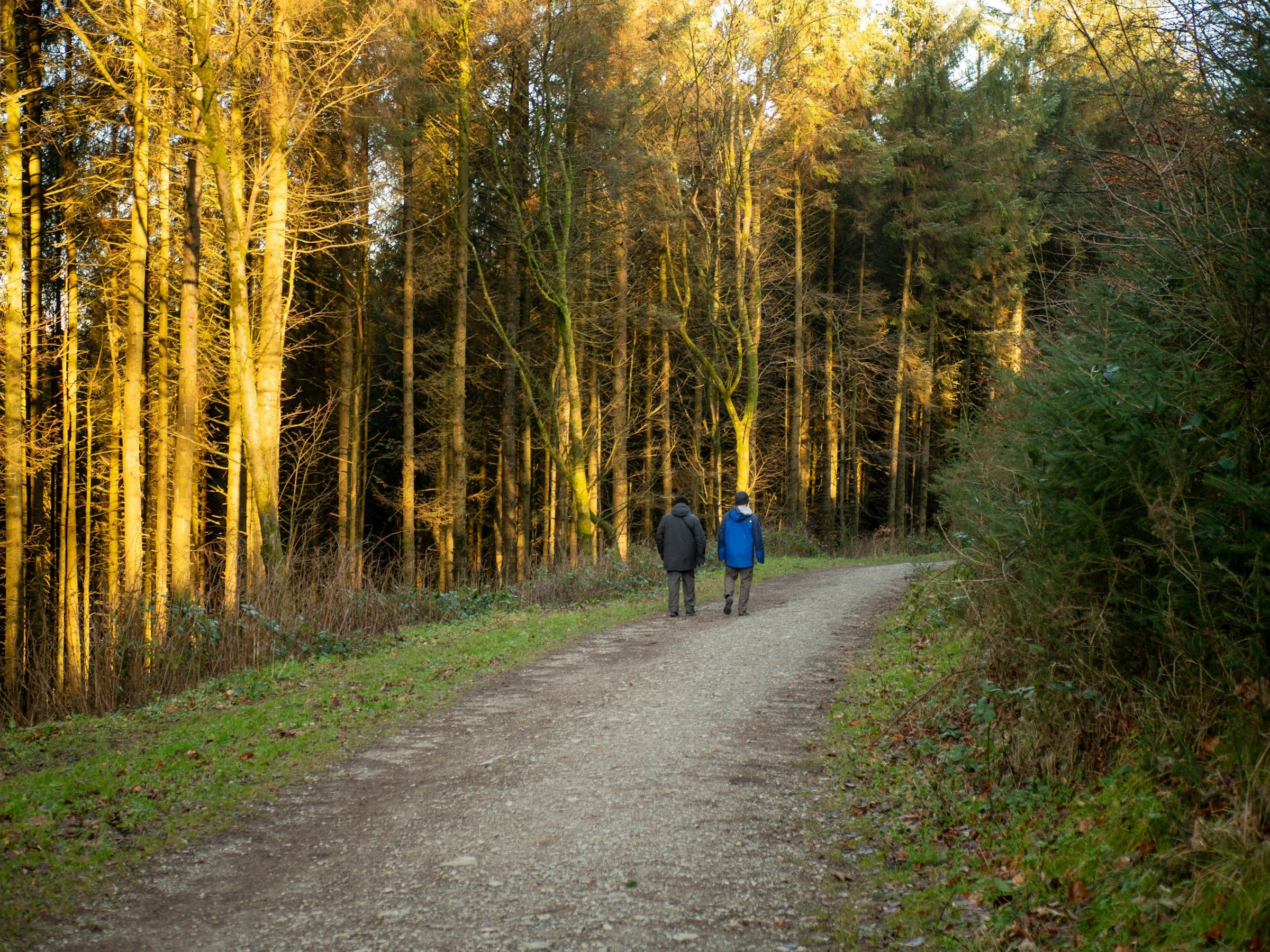 Two people walking a forest path at sunset